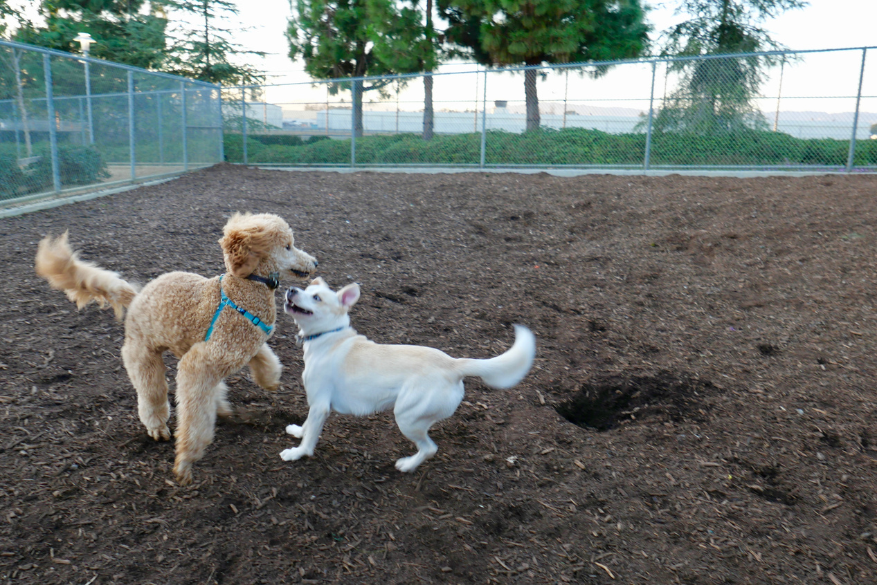 Dog Park