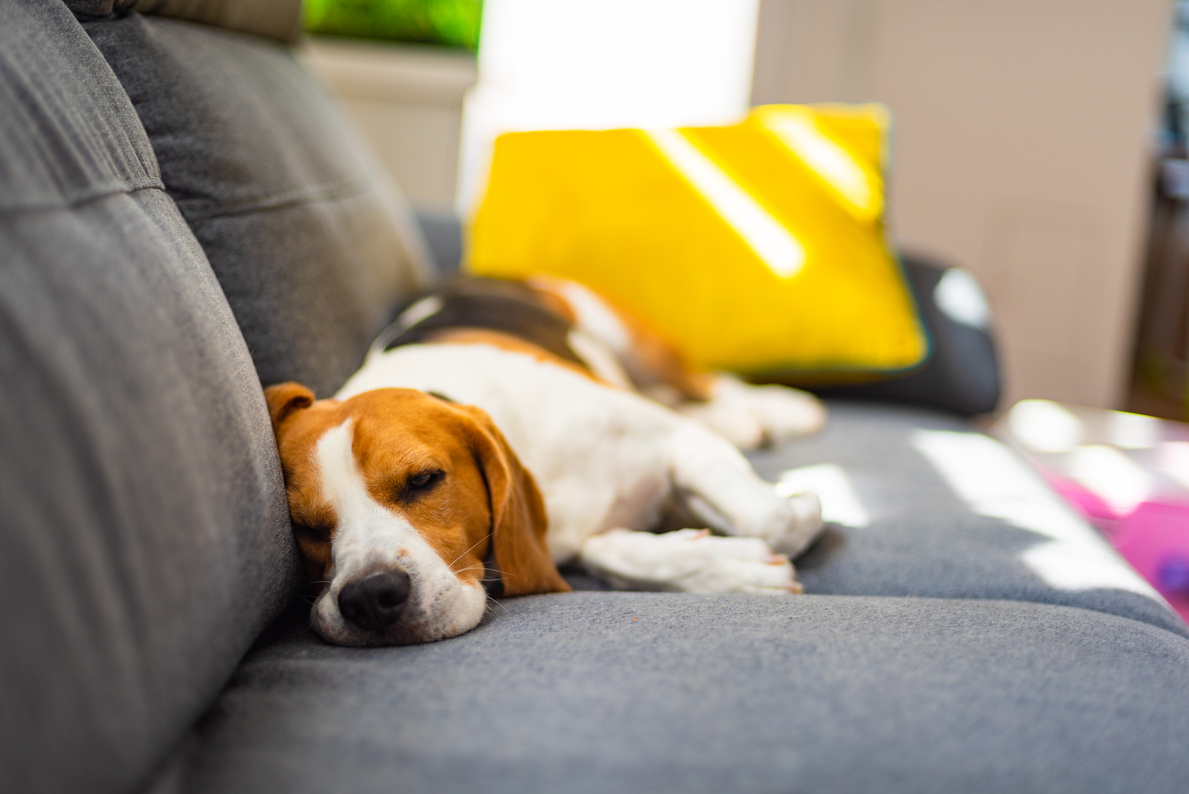 Sleepy Dog on the Couch